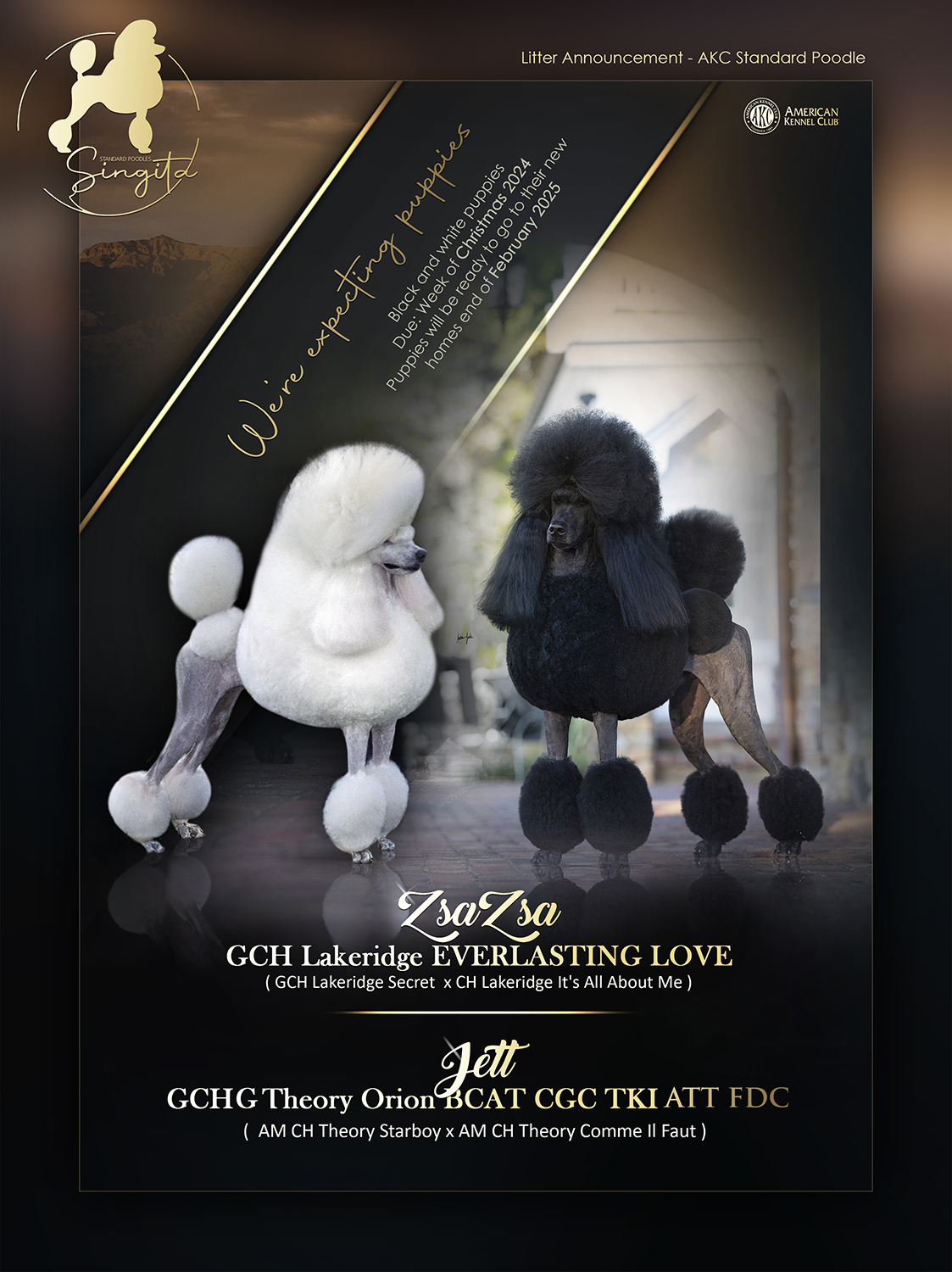 Puppies – Singita Standard Poodles